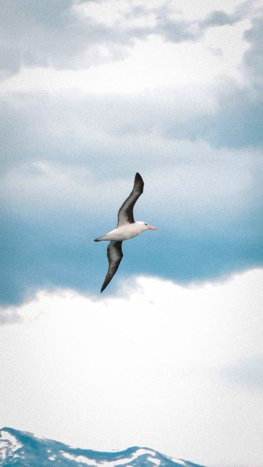 A white albatross with black-tipped wings soars gracefully through a cloudy sky above ocean waves.