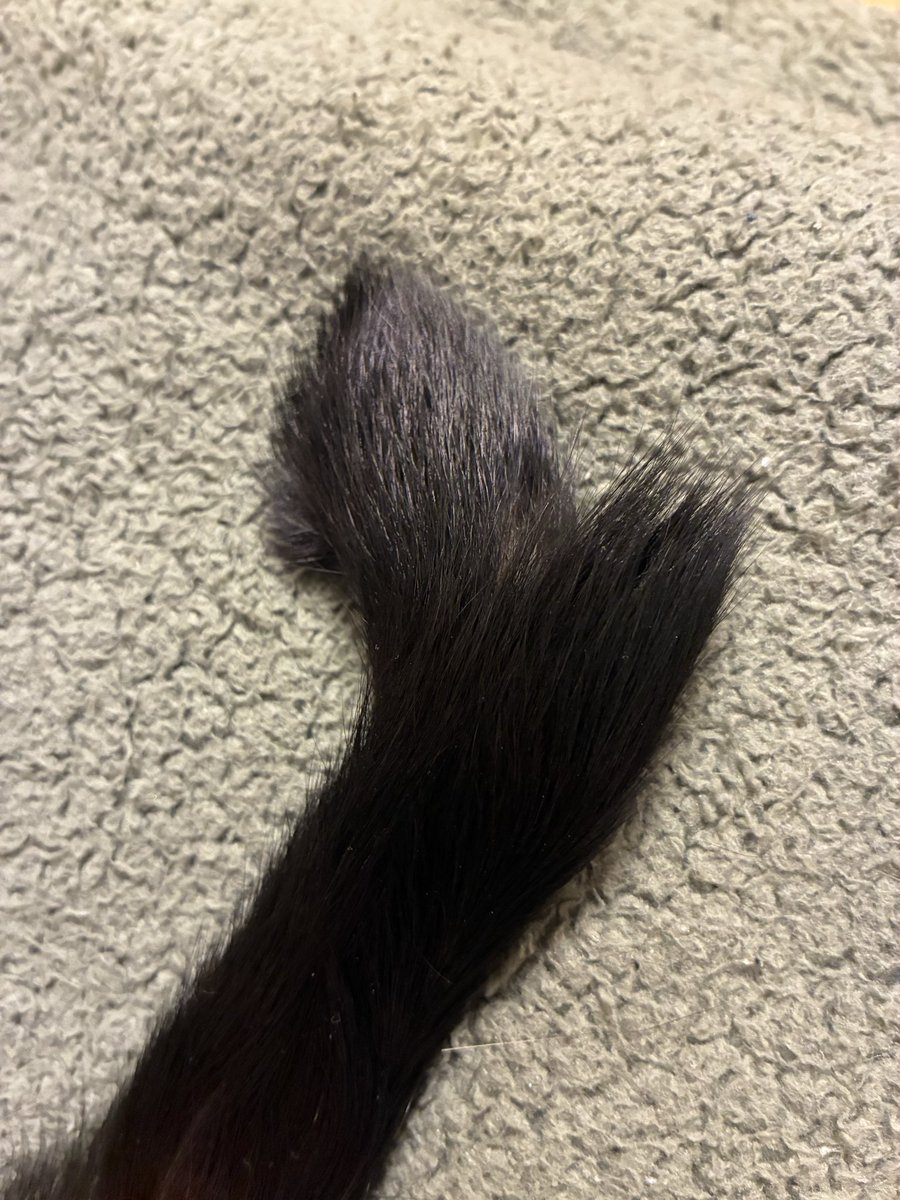 hx_eir_'s tweet photo. こちらは猫又になりかけている飼い猫のしっぽ https://t.co/PqSAmRaM6A