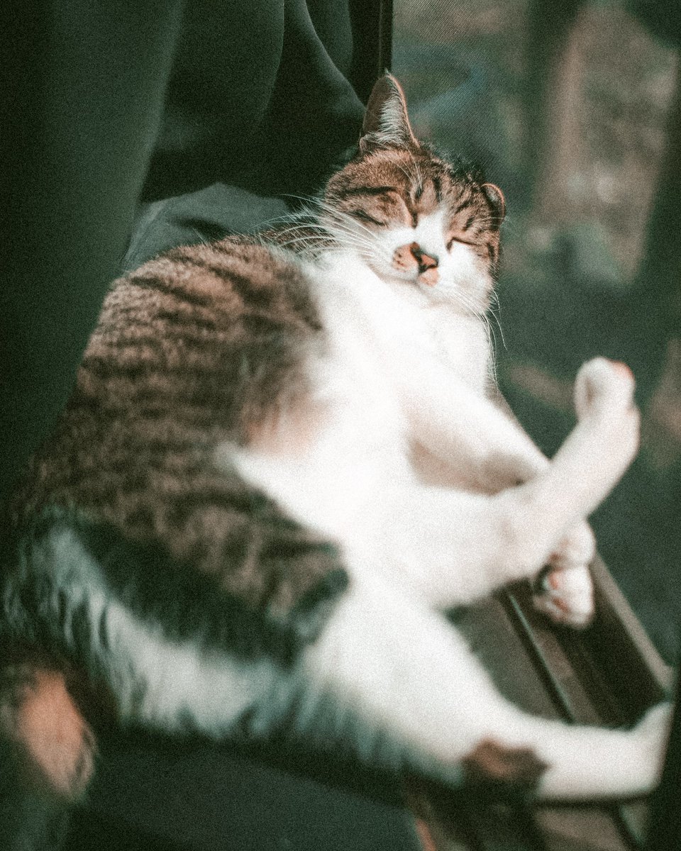 Yuki910828's tweet photo. 珈琲と猫 暮らしの写真 https://t.co/uOUPuzXFoJ