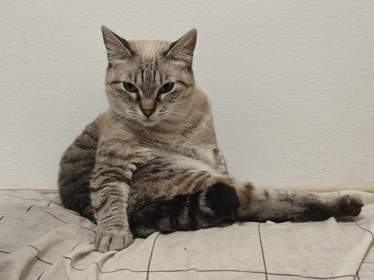 republicmeoth's tweet photo. Miércoles... 😽
#FelizMiércoles #Gatos https://t.co/saIQ7oYWZp