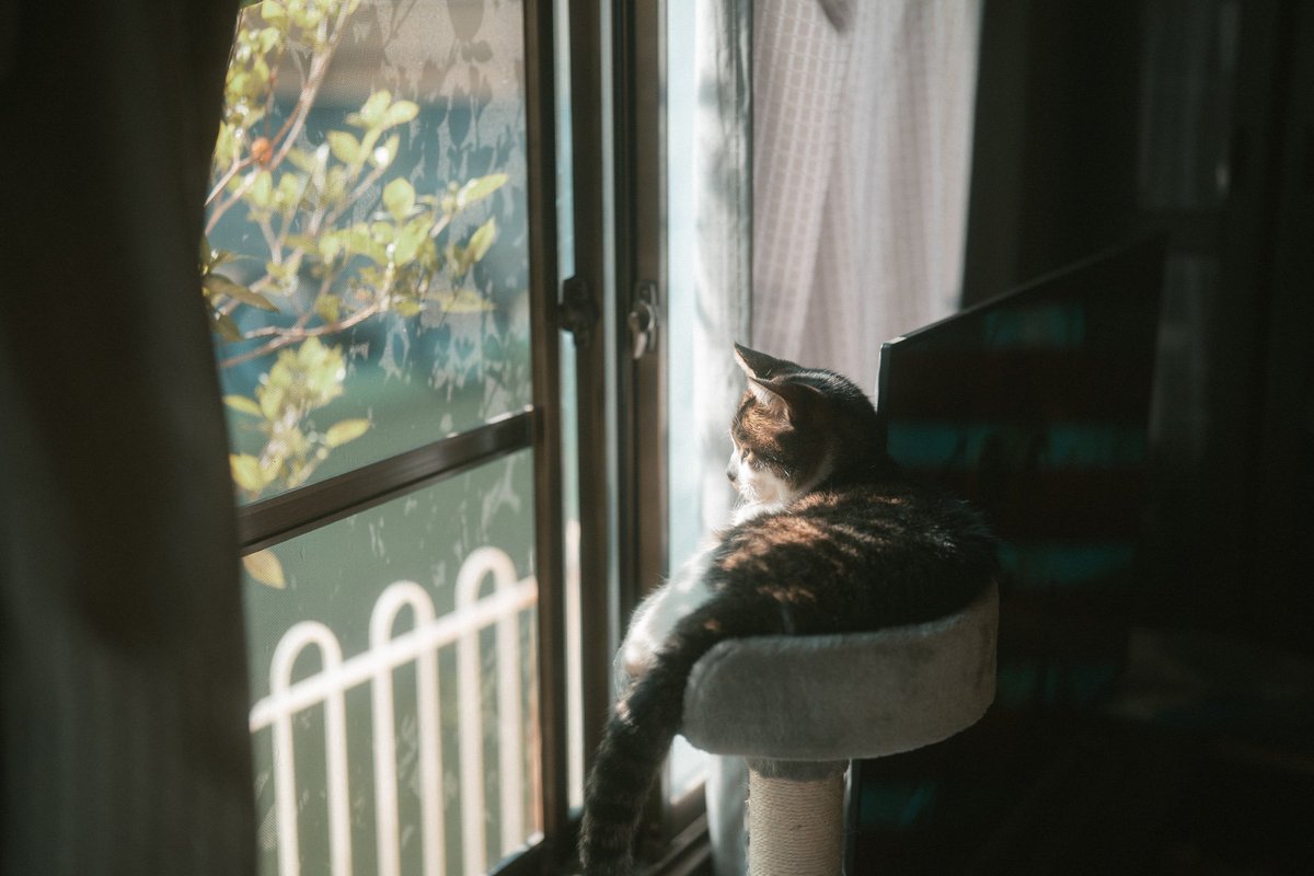 Yuki910828's tweet photo. 珈琲と猫 暮らしの写真 https://t.co/uOUPuzXFoJ