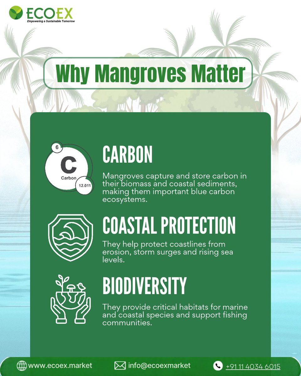 ex_eco's tweet photo. Mangroves are more than coastal forests. They are natural climate and biodiversity assets.
India’s mangrove cover increased from 4,628 sq. km. in 2013 to 4,992 sq. km. in 2023, a net gain of 363 sq. km.
#Mangroves #MISHTI #Biodiversity #ClimateAction #NatureBasedSolutions https://t.co/BQZxHCczHM