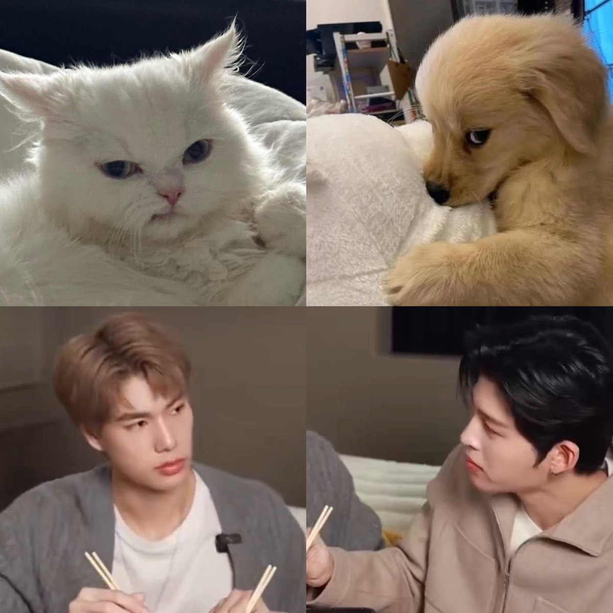 yapperphu's tweet photo. LITERALLY THEM PUPPY KITYY BOYFRIENDS https://t.co/LPTi1owgv0