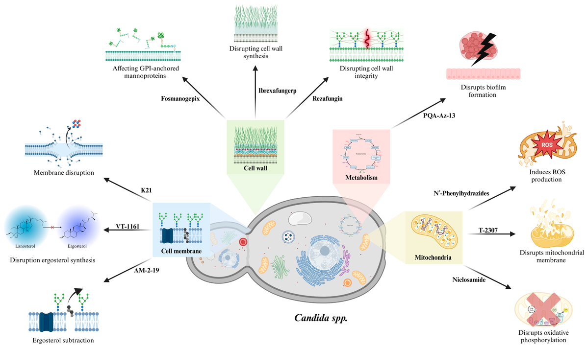 JoF_MDPI's tweet photo. New frontiers in antifungal discovery and therapy

A new review published in the Journal of Fungi explores the latest innovations, challenges, and future directions in the development of treatments for invasive fungal infections.

https://t.co/5WWis8Imms

#FungalInfections #JoF https://t.co/QMCxGrkcU4