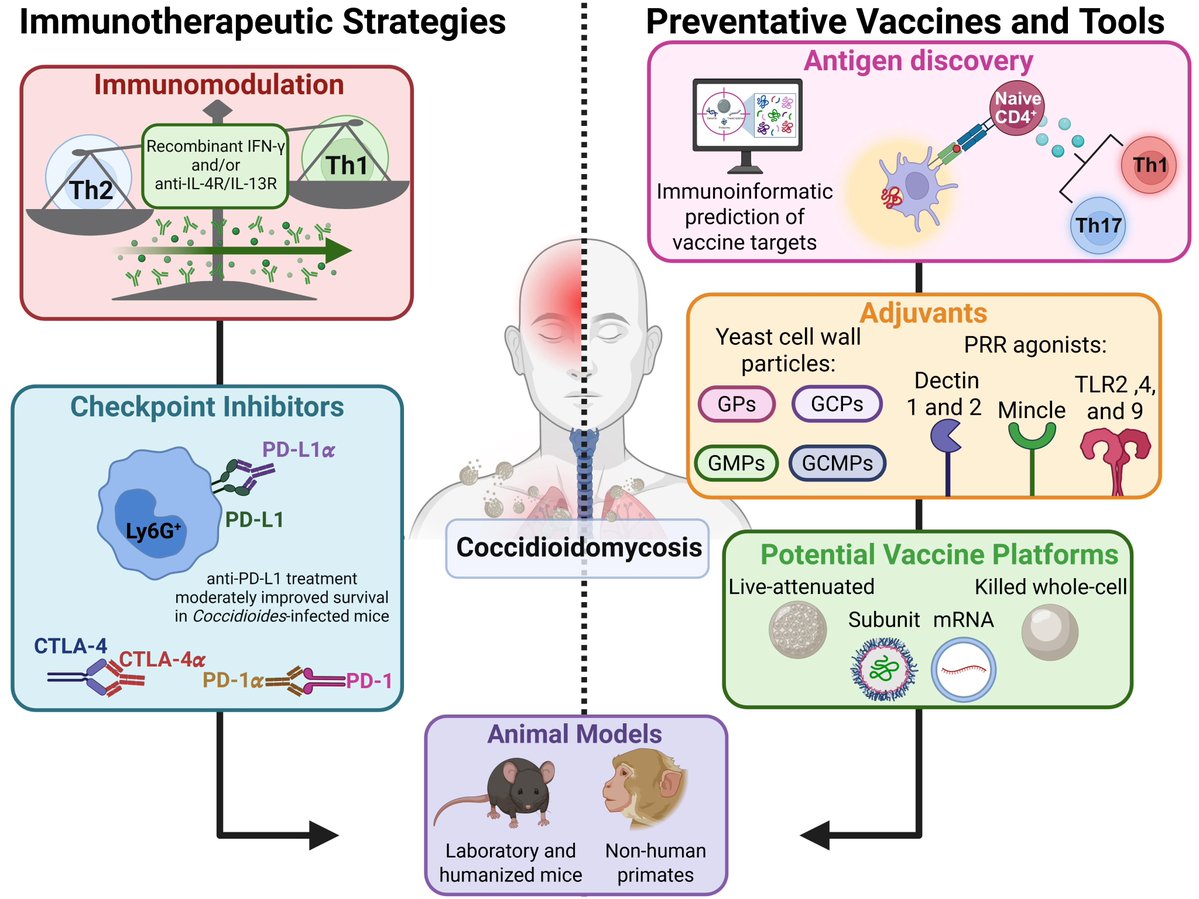 JoF_MDPI's tweet photo. Exploring immune-based strategies against coccidioidomycosis

A new review in the JoF examines current and emerging approaches to preventing and treating coccidioidomycosis, a fungal infection caused by Coccidioides spp.
Read more: https://t.co/wZ0LQoUJCb
#JoF #Coccidioidomycosis https://t.co/zxR2P8DtvT