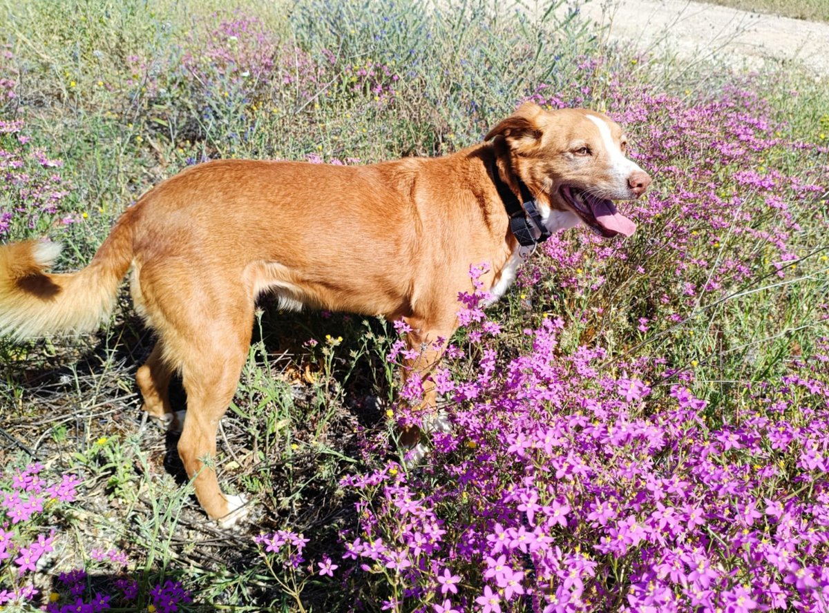 SosAbuelos1's tweet photo. #JAÉN
#SHIRA, esta peque de 22 kg y 9 años.

Llegó al refugio cuando su familia no pudo seguir cuidándola

Es una perrita alegre, cariñosa, buena y sociable con gatos y otros perretes.

De ganas de vivir va sobrada.

Puede viajar

Contacto: abyda.adopciones@hotmail.com https://t.co/l6KJ8IzIaP