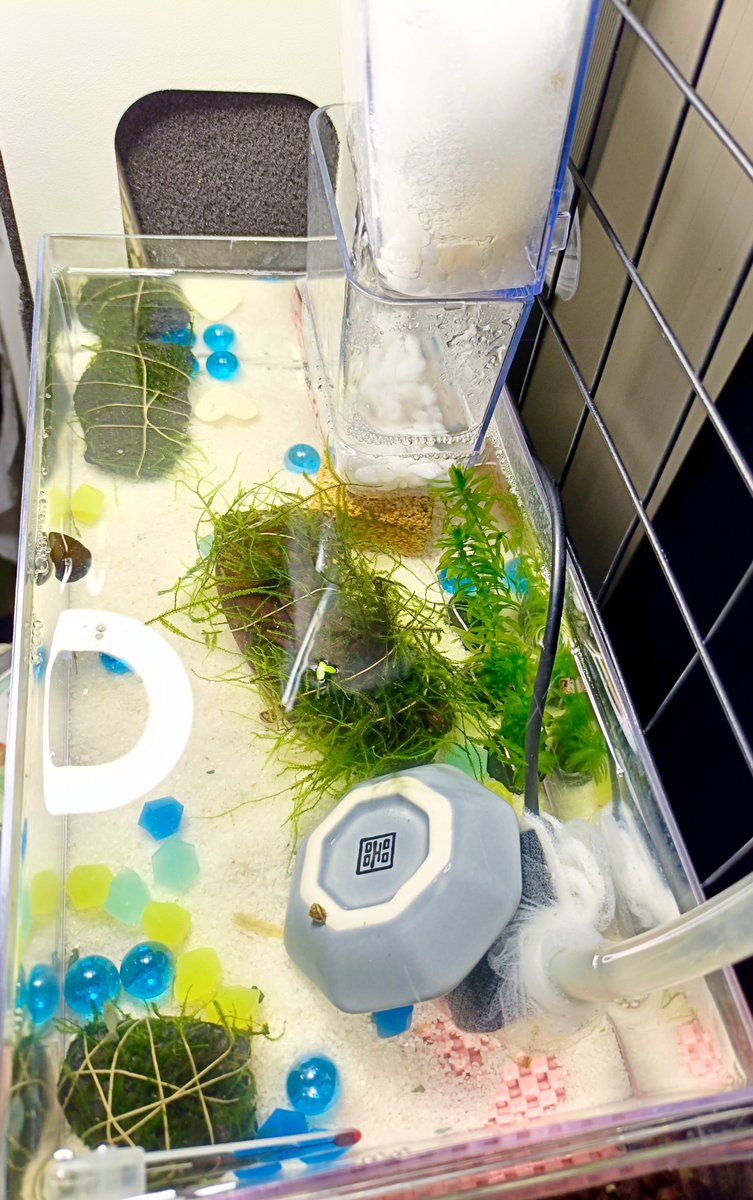 amanagi777's tweet photo. 悪くなっちゃった水草をトリミングしたり新しい石に巻き付けたりしたら、すごいスッキリしてしまった。眩しいかと思って日陰用に小皿を入れたけどどうなんですかね。
今はミナミヌマエビ一匹、石巻貝一匹、ちびヒメタニシ四匹になりました。
あっ砂を整えるの忘れ…… https://t.co/7i4MxFYZIs