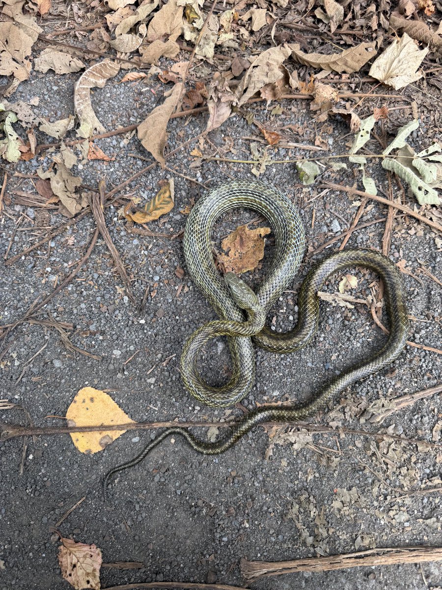 baikada's tweet photo. 9/21 札幌市 アオダイショウ 644122 #herpthon https://t.co/5rFlH55vCd