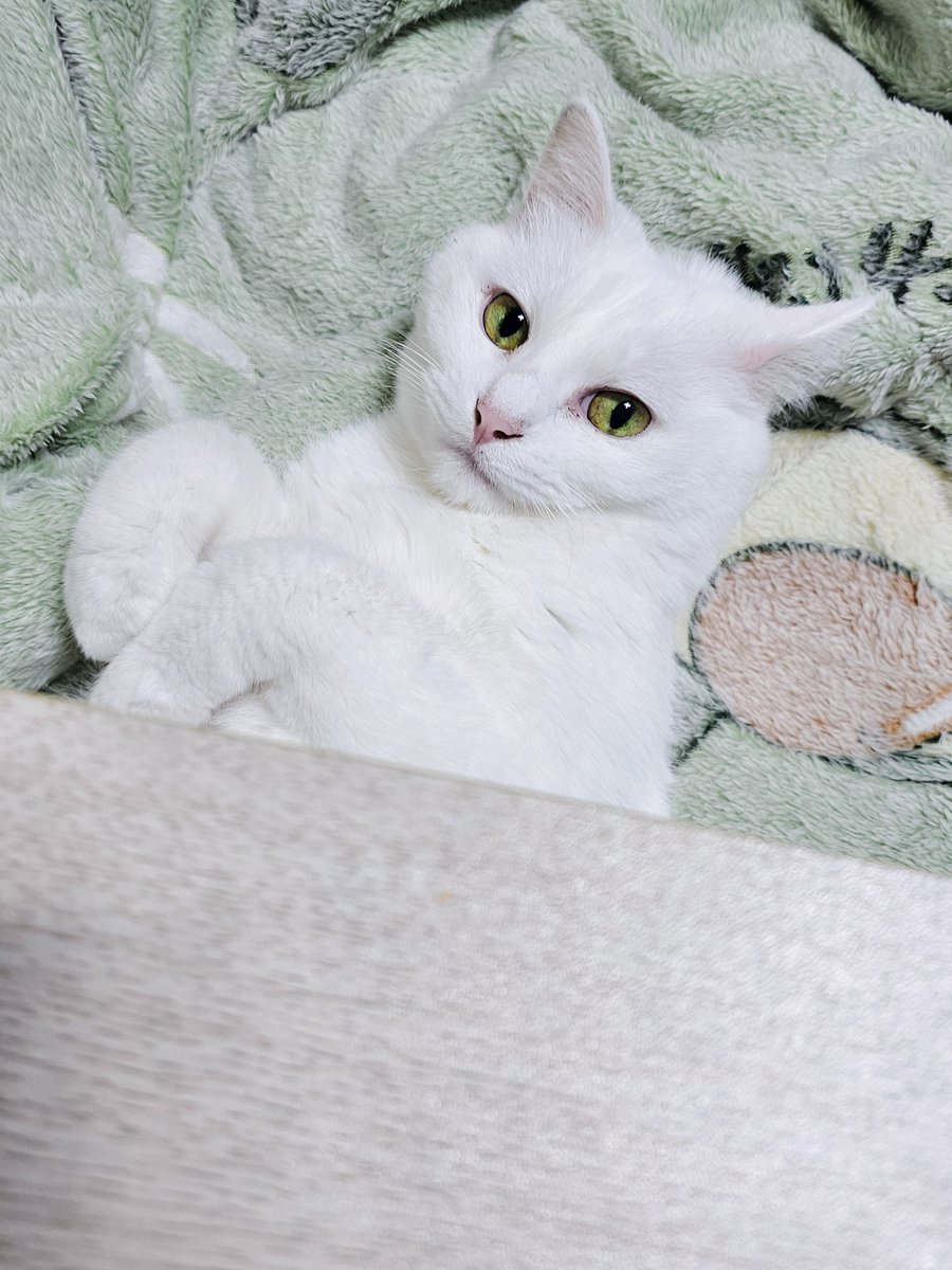 k_mino_3's tweet photo. 트위터 미신의 힘 빌려두 될까‽

흰둥이 급성 췌장염으로 입원했어요

열두살 슈퍼순딩이솜사탕
금방 회복해서 집에 돌아올수있게
우리애 복복 한번만 해주세요 https://t.co/ivt1eFOIJT