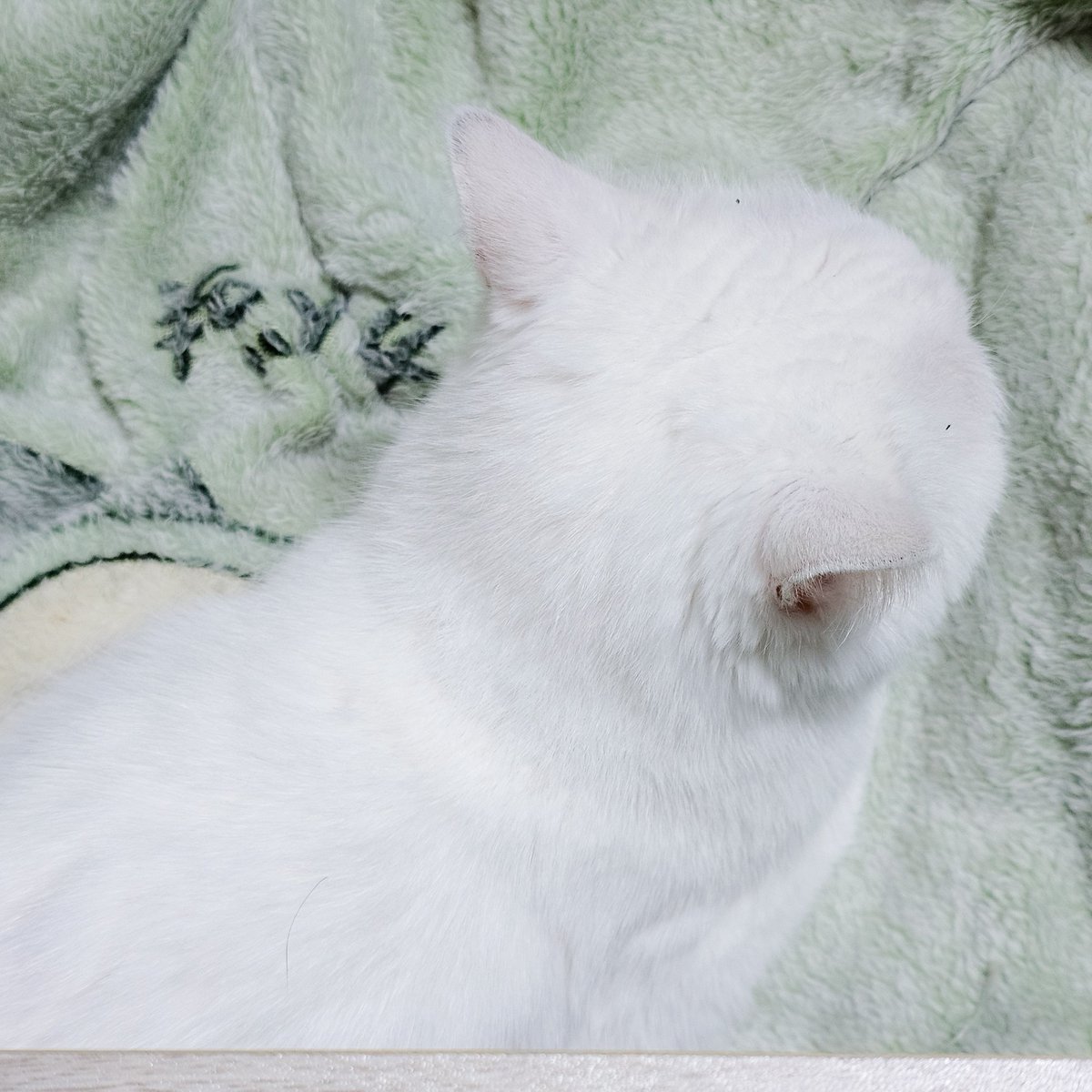 k_mino_3's tweet photo. 트위터 미신의 힘 빌려두 될까‽

흰둥이 급성 췌장염으로 입원했어요

열두살 슈퍼순딩이솜사탕
금방 회복해서 집에 돌아올수있게
우리애 복복 한번만 해주세요 https://t.co/ivt1eFOIJT