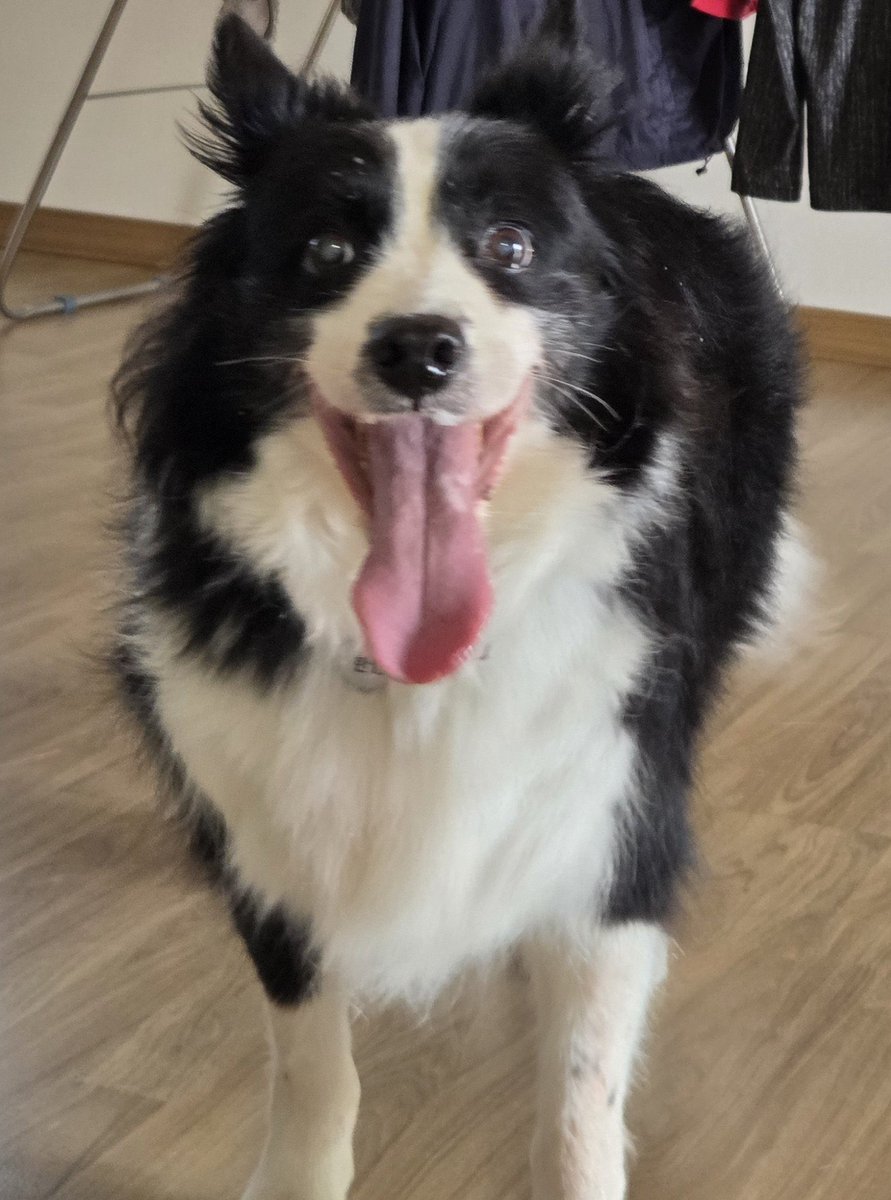 crowmutt_ tweet picture
