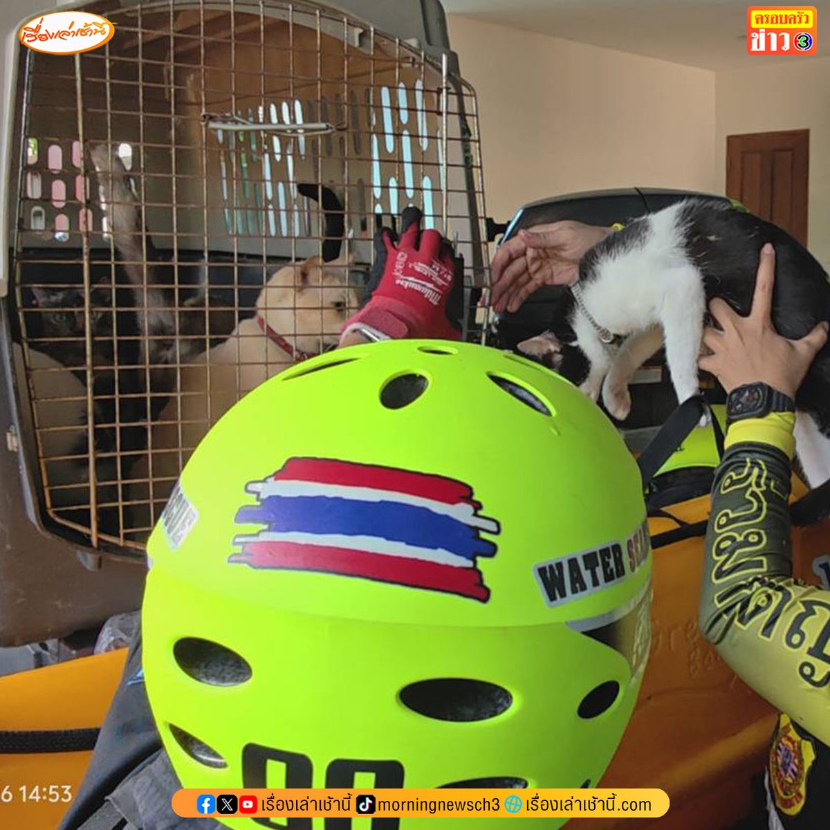 MorningNewsTV3's tweet photo. วันที่ 30 ก.ย. 2569 ทีมตอบโต้ภัยพิบัติ RKU. เข้าไปช่วยอพยพน้องแมวกว่า 10 ตัวในหมู่บ้านธนาซิตี้ บางนา-ตราด กม.12 ที่มีน้ำท่วมสูงมากกว่า 1 เมตร

#เรื่องเล่าเช้านี้ #ครอบครัวข่าว3 #น้ำท่วม #น้ำท่วมกรุงเทพ https://t.co/qs9AhaKFda