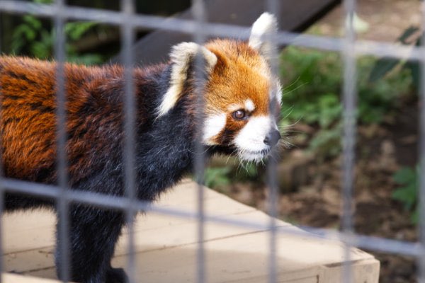 rodpanda21's tweet photo. 明登(メイト)さん 🍺
市川市動植物園
#lesserpanda #redpanda #レッドパンダ #小熊貓 #シセンレッサーパンダ #レッサーパンダ #明登 #メイト
#動物 #動物園 #zoo #animal #動物写真 #動物園写真 #animalphoto #zoophoto
#動物が好き #レッサーパンダが好き
#市川市動植物園
🐠 https://t.co/XABpG2qPhF