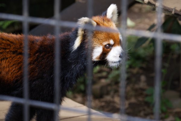 rodpanda21's tweet photo. 明登(メイト)さん 🍺
市川市動植物園
#lesserpanda #redpanda #レッドパンダ #小熊貓 #シセンレッサーパンダ #レッサーパンダ #明登 #メイト
#動物 #動物園 #zoo #animal #動物写真 #動物園写真 #animalphoto #zoophoto
#動物が好き #レッサーパンダが好き
#市川市動植物園
🐠 https://t.co/XABpG2qPhF