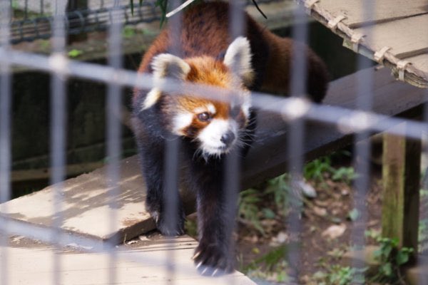 rodpanda21's tweet photo. 明登(メイト)さん 🍺
市川市動植物園
#lesserpanda #redpanda #レッドパンダ #小熊貓 #シセンレッサーパンダ #レッサーパンダ #明登 #メイト
#動物 #動物園 #zoo #animal #動物写真 #動物園写真 #animalphoto #zoophoto
#動物が好き #レッサーパンダが好き
#市川市動植物園
🐠 https://t.co/XABpG2qPhF