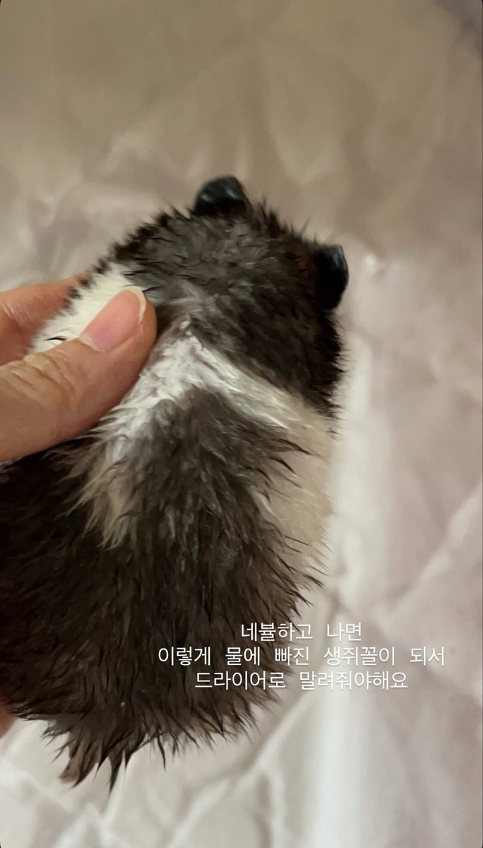 mousyyyy_'s tweet photo. 저희집 햄소토 근황: 물에 빠진 쥐 https://t.co/Q5alROCiTO
