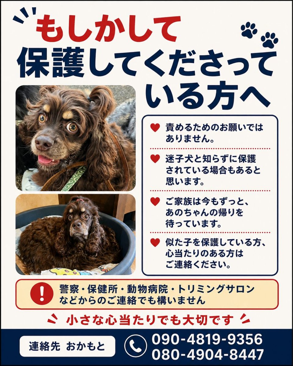 ano_mama10150's tweet photo. 🆘️あのを探してます🆘️
#行方不明アメリカンコッカースパニエル
#神奈川県綾瀬市藤沢市茅ヶ崎市　#拡散希望
7/2から行方不明になっています。
似た子の目撃情報がありましたらご一報頂けますと幸いです。力を貸して下さい。
保護して飼い続けている方
あのを返して下さい。
帰る場所があります。 https://t.co/tTkhOq8b1Q