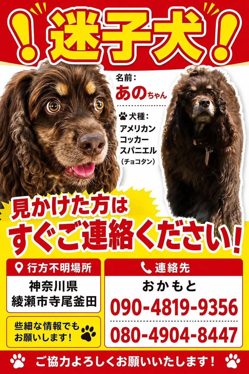 ano_mama10150's tweet photo. 🆘️あのを探してます🆘️
#行方不明アメリカンコッカースパニエル
#神奈川県綾瀬市藤沢市茅ヶ崎市　#拡散希望
7/2から行方不明になっています。
似た子の目撃情報がありましたらご一報頂けますと幸いです。力を貸して下さい。
保護して飼い続けている方
あのを返して下さい。
帰る場所があります。 https://t.co/tTkhOq8b1Q