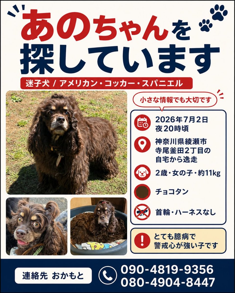 ano_mama10150's tweet photo. 🆘️あのを探してます🆘️
#行方不明アメリカンコッカースパニエル
#神奈川県綾瀬市藤沢市茅ヶ崎市　#拡散希望
7/2から行方不明になっています。
似た子の目撃情報がありましたらご一報頂けますと幸いです。力を貸して下さい。
保護して飼い続けている方
あのを返して下さい。
帰る場所があります。 https://t.co/tTkhOq8b1Q