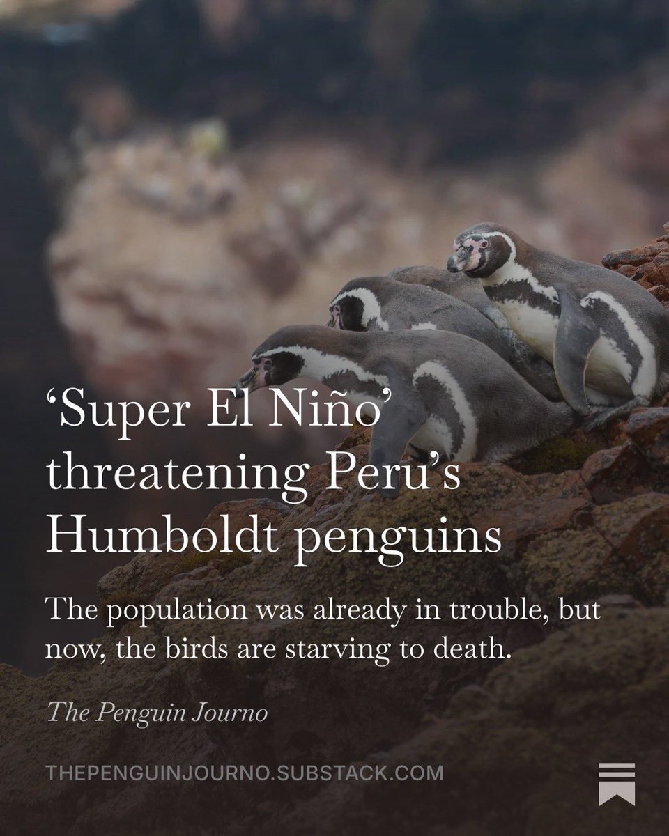 penguinjourno's tweet photo. A ‘Super El Niño’ is threatening Peru’s already decimated penguin population 

https://t.co/p0avLkTFcq https://t.co/VO2SmfxZkx