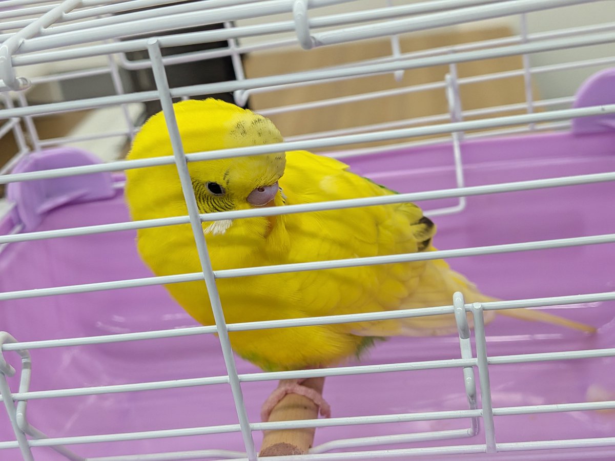 xyuzupexx's tweet photo. 🐦️拡散希望🐦️
2026年9月30日　14時頃
埼玉県坂戸市付近
迷子のセキセイインコを保護しました
近々警察署へ届け出を出します

飼い主さんが見つかりますように🦜
#迷いインコ #セキセイインコ　
#拡散希望 #迷い鳥　#埼玉県 #迷子 https://t.co/37v3xNu4ZI