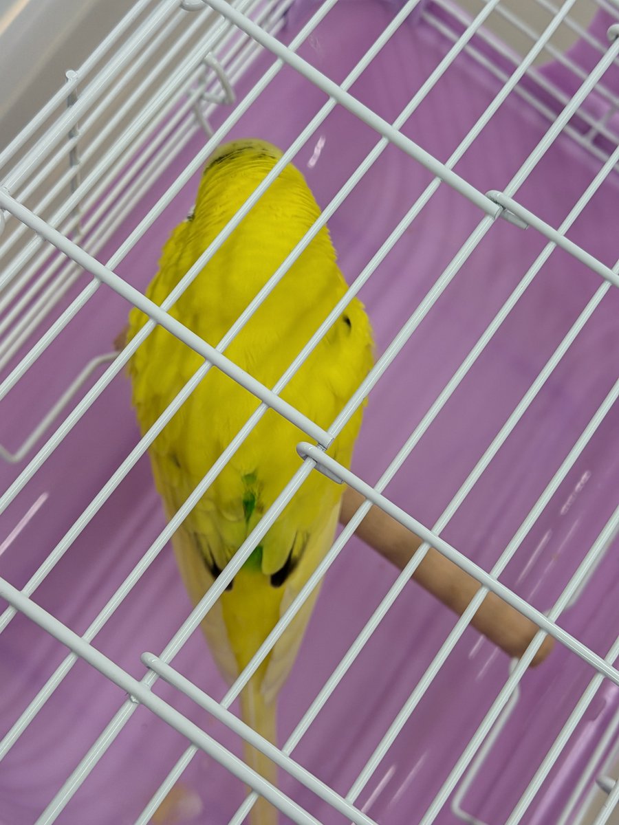 xyuzupexx's tweet photo. 🐦️拡散希望🐦️
2026年9月30日　14時頃
埼玉県坂戸市付近
迷子のセキセイインコを保護しました
近々警察署へ届け出を出します

飼い主さんが見つかりますように🦜
#迷いインコ #セキセイインコ　
#拡散希望 #迷い鳥　#埼玉県 #迷子 https://t.co/37v3xNu4ZI