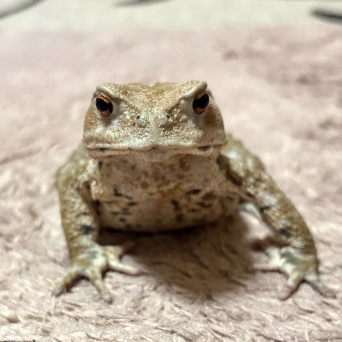 madamadada__'s tweet photo. 妖精かと思った🧚
#ニホンヒキガエル #toad https://t.co/pKY2B0A0ct