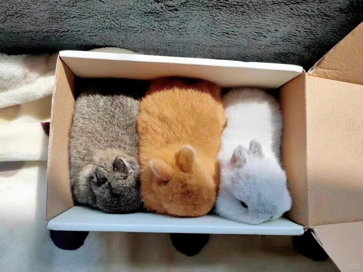 ShouldHaveRabit's tweet photo. Trio 📦 https://t.co/dnvvpKNgOn
