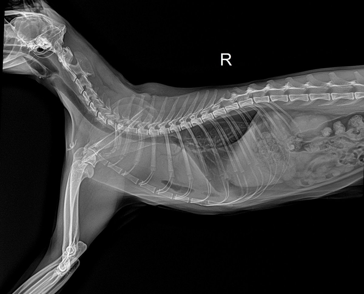_AnasTaCha_'s tweet photo. Salam &amp; Hi kawan2, cha nak minta bantuan ni

Ini Panther. Panther sedang bertarung nyawa.

2 hari lepas Panther start bernafas laju bila bawa ke vet, doc kata dalam paru2 dia banyak air. Harini confirm diagnose lymphoma, dia perlu jalani chemo. https://t.co/qJWHzATz8x