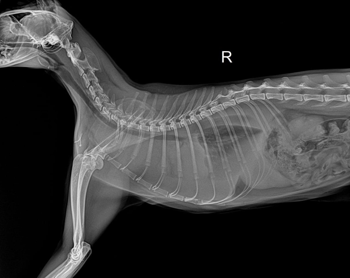 _AnasTaCha_'s tweet photo. Salam &amp; Hi kawan2, cha nak minta bantuan ni

Ini Panther. Panther sedang bertarung nyawa.

2 hari lepas Panther start bernafas laju bila bawa ke vet, doc kata dalam paru2 dia banyak air. Harini confirm diagnose lymphoma, dia perlu jalani chemo. https://t.co/qJWHzATz8x