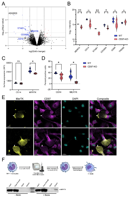 cddpress's tweet photo. “Efferocytosis triggered proteomic reprogramming of macrophages reveals CD97 as a novel apoptotic receptor”

@drbenraymond &amp; @TrostLab identified CD97 as a novel #Efferocytosis-associated protein ⤵️
https://t.co/PnM407Vp1X https://t.co/KpyAbvLyv3