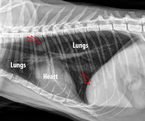 _AnasTaCha_'s tweet photo. Salam &amp; Hi kawan2, cha nak minta bantuan ni

Ini Panther. Panther sedang bertarung nyawa.

2 hari lepas Panther start bernafas laju bila bawa ke vet, doc kata dalam paru2 dia banyak air. Harini confirm diagnose lymphoma, dia perlu jalani chemo. https://t.co/qJWHzATz8x
