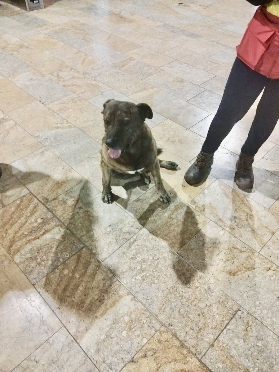 TransMilenio's tweet photo. Este amiguito 🐕‍🦺 llegó anoche al Portal Suba a bordo de un articulado 🚍🚏

Parece perdido y en este momento está bajo la tenencia de nuestro personal de vigilancia, quien le ofreció resguardo y comida al llegar 🐶📍❤️‍🩹

Si quieres darle un nuevo hogar y un mejor futuro a este peludito, por fa envíanos un mensaje directo y ayúdanos a difundir 💌🙏🥹

#BuscarlosHastaEncontrarlos
#SuHogarEresTúNuncaLosAbandones
#TransMiPet