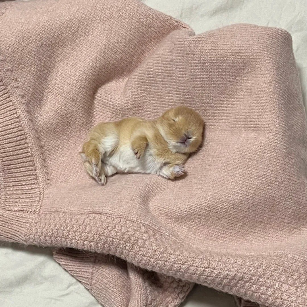 ShouldHaveRabit's tweet photo. Tiny https://t.co/TSB0MOekh0