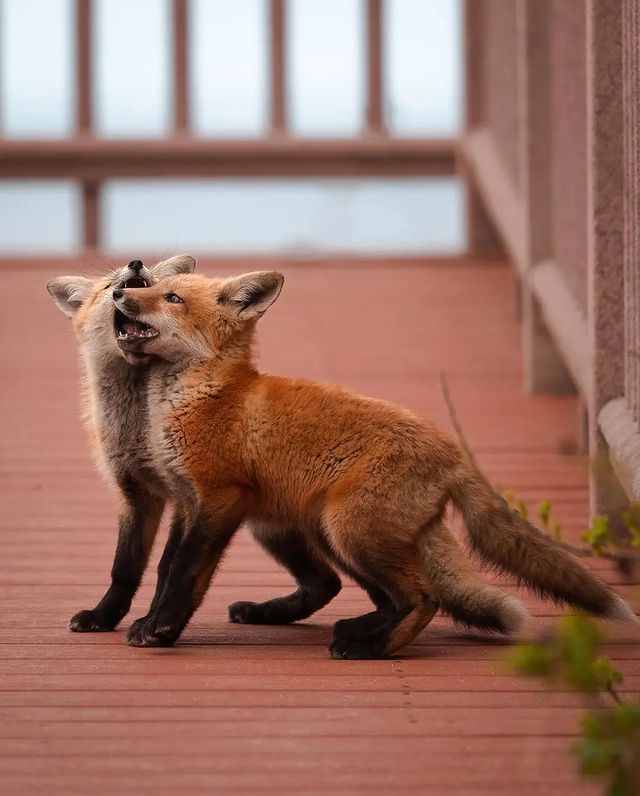 james_denn440's tweet photo. The mischievous fox's greedy snout (诓耗) drooling, coughs once, and firmly clings to the sweet fresh bait. https://t.co/x54dZXBJa8