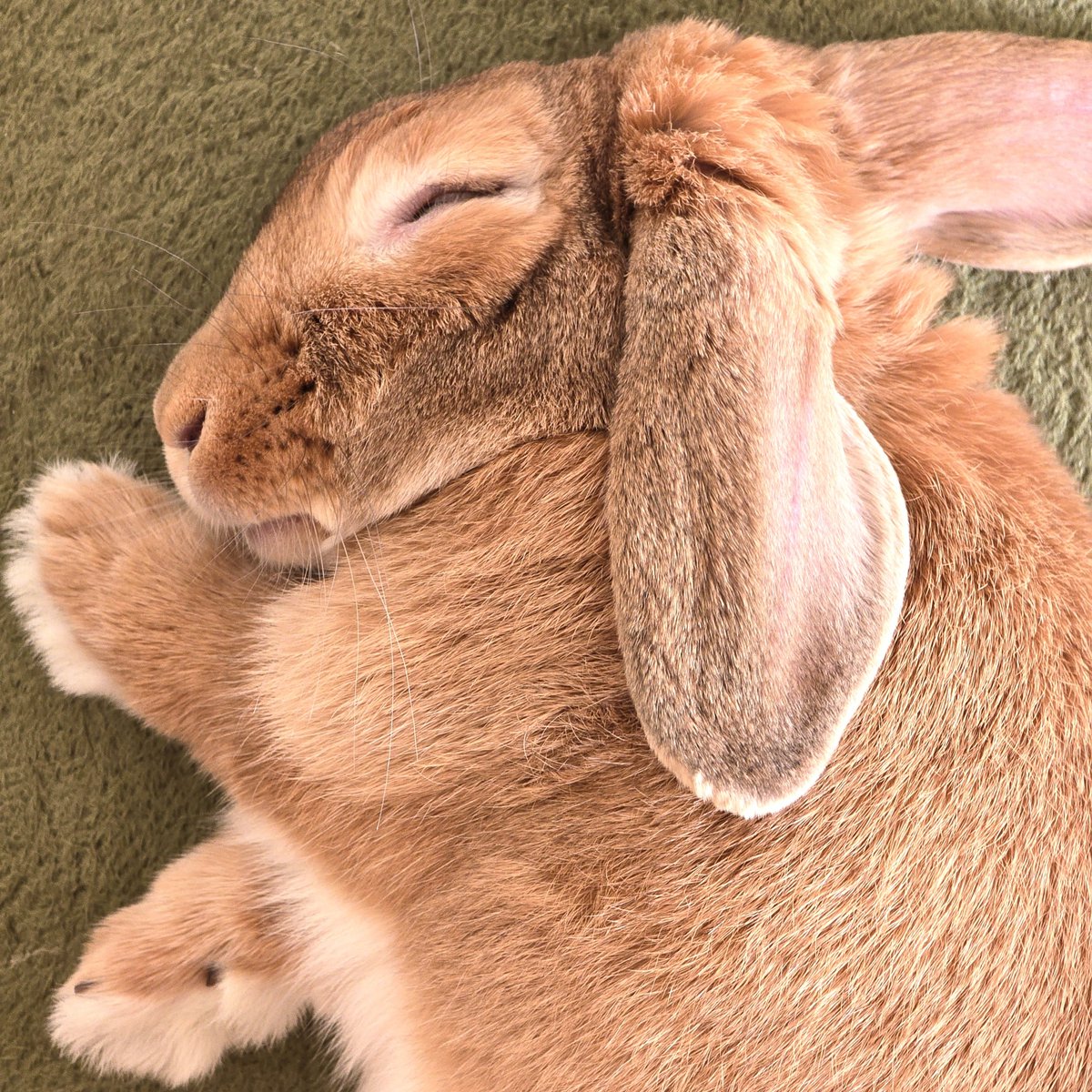 mmmmm138487's tweet photo. 気持ちよさそう🐰💤 https://t.co/VoWG0MDG3w