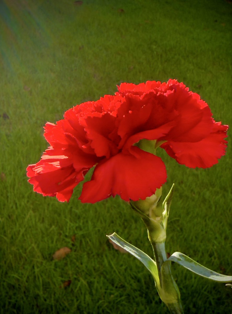 epintadorm's tweet photo. Lovely red carnation today. #mymorning #goodday #grateful #nature #flowers #carnation #mypics https://t.co/9916qj7KJQ