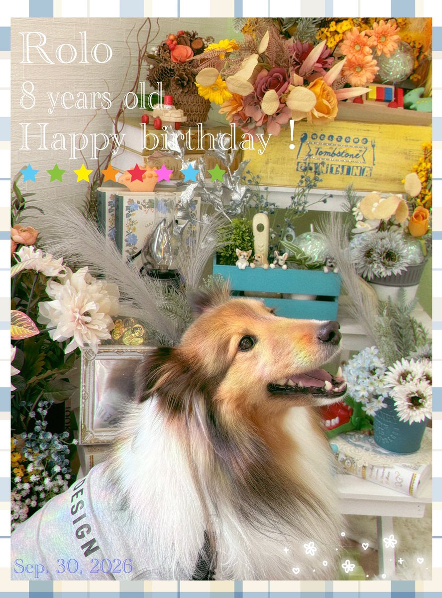 foresme13's tweet photo. 今日は愛犬ロロの8歳の誕生日🎉🍰
気づけばシニア犬の仲間入りに…⟡⁺
でもまだまだやんちゃ子しております🐶
これからも健康には気をつけて、のんびりと元気に自由に過ごして欲しいです🥰💗 https://t.co/Sl9XNUbjUV
