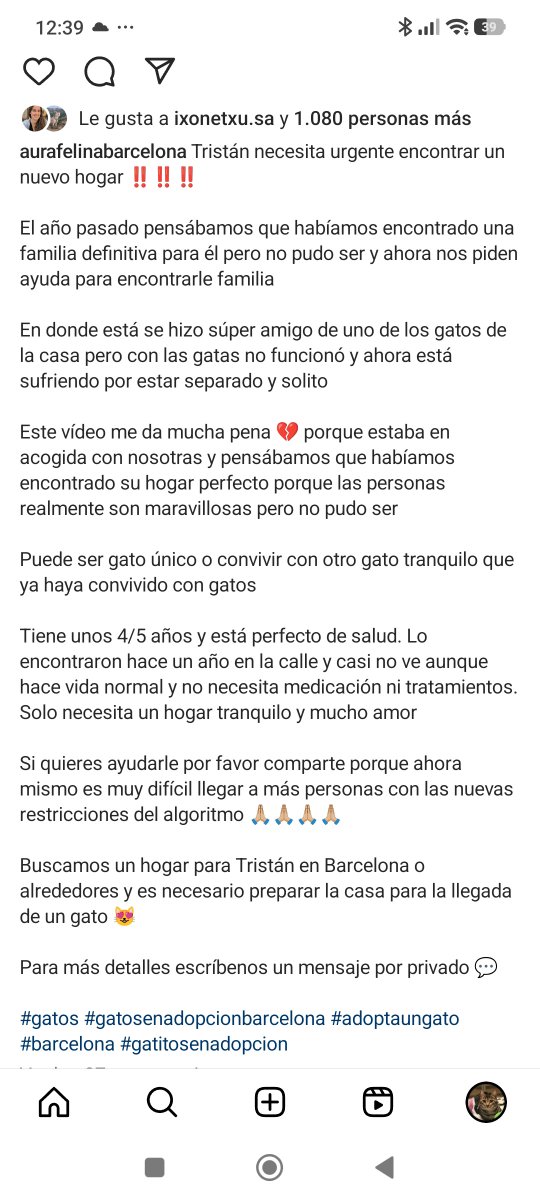 john_doe1237's tweet photo. TRISTÁN BUSCA SU FAMILIA 🐾

Tristán es un pequeño que solo necesita una oportunidad para conocer el amor de un hogar. ❤️🐱

📍 Barcelona 
🏠 Adopción responsable
🙏 Dale una oportunidad y comparte. Quizá su familia esté buscando justo a Tristán. 🐾💙 https://t.co/6RGmTzUNw6
