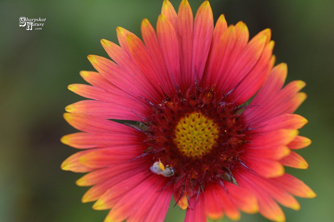 SharpshotNature's tweet photo. Sharpshot Nature .Com 00483-tod-013490 Firewheel
#sharpshotnature #firewheel #flower #plant #bee #insect #summer #nature #naturephotography #wildlife #wildlifephotography #photography https://t.co/aq8G5q1cSc