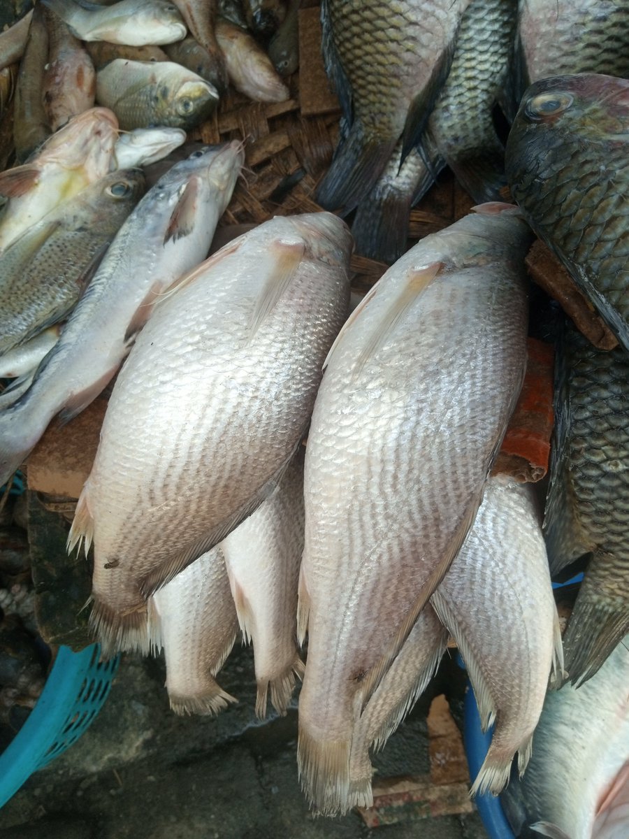 California8655's tweet photo. Who can tell me the name of this fish? https://t.co/3NooWa49dL