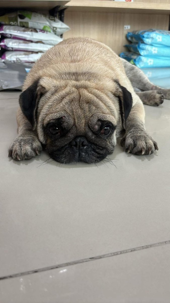 malimalineee's tweet photo. โห เจ้าของ  📌#ฝากถึงเจ้าของนะคะ!! คุณทำแบบนี้กับสิ่งมีชีวิต🐕💔เล็กๆ ที่เขารักคุณและมีแค่คุณเป็นโลกทั้งใบของเขา ดูสายตาของเขาสิคะว่าเขาเศร้าขนาดไหน ไม่สงสารเค้าบ้างเหรอ ? น้องไหลมากับน้ำ ขอบคุณที่ยังไม่ล่ามน้องทิ้งไว้ เจ้าของบอกไม่เอาแล้ว ทิ้งกันง่ายๆ ไม่มีคำพูดเลยจริงๆ

สนใจอุปการะติดต่อ

💔  ช่วยน้องด้วยค่ะ🙏🏻🆘🐕💔😥
📍 #พิกัด จ.สมุทรปราการ
━━━━━━━━━━━━
💬 สนใจรับน้องเป็นครอบครัว ติดต่อได้ที่นี่
🐶 #อุปการะฟรี มีการพูดคุยคัดบ้าน
━━━━━━━━━━━━
🧛 แอดมินตอบ
🟢 #LINE Official: @trteam
🔵 #FB: TR Team Thailand
#รับข้อความทั้งภาษาไทยและภาษาอังกฤษ (EN / TH)

📸 เริ่มต้นง่าย ๆ
ส่งรูปหรือชื่อน้องที่สนใจ พร้อมแนะนำตัว และแนบรูปบ้านกับพื้นที่ที่น้องจะใช้ชีวิต 4–5 รูป เพื่อให้ทีมช่วยพูดคุยหาบ้านที่เหมาะสมให้น้องค่ะ

💛 #ยังรับเลี้ยงไม่ได้ก็ช่วยให้น้องมีโอกาสได้👉🏡❤️ #ฝากแชร์โพสต์นี้ หรือส่งให้ครอบครัวที่กำลังมองหาสมาชิกสี่ขานะคะ การส่งต่อของคุณอาจทำให้คนที่พร้อมรักได้พบกับน้องพอดี