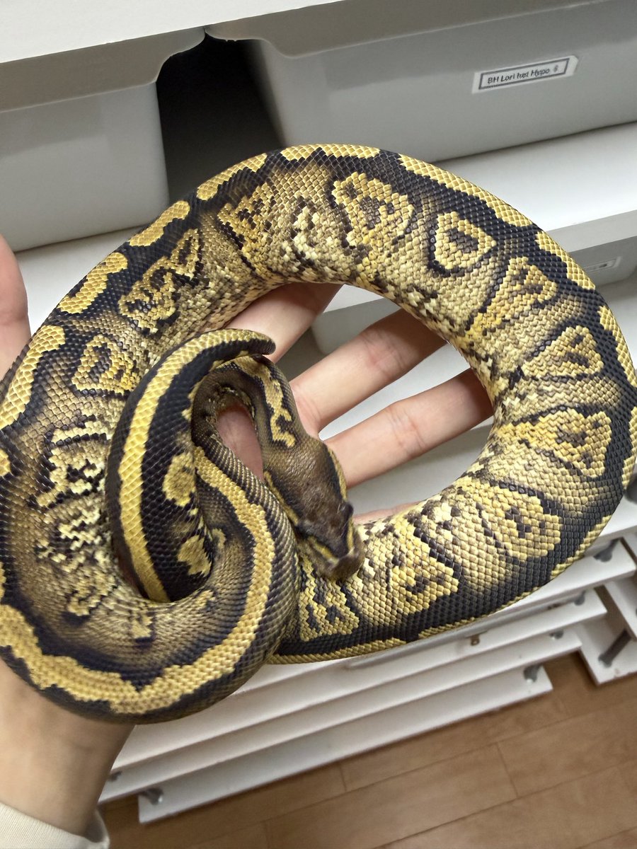 ballpythonari tweet picture