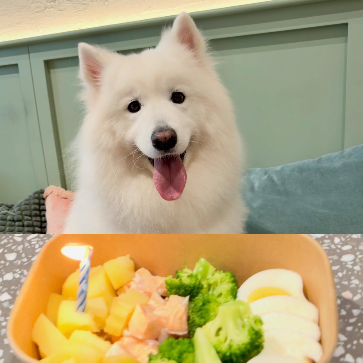 btf0327's tweet photo. Lambo celebrates his 6th birthday with Lisa’s mom! 🐶 https://t.co/nDn85Lqc8P