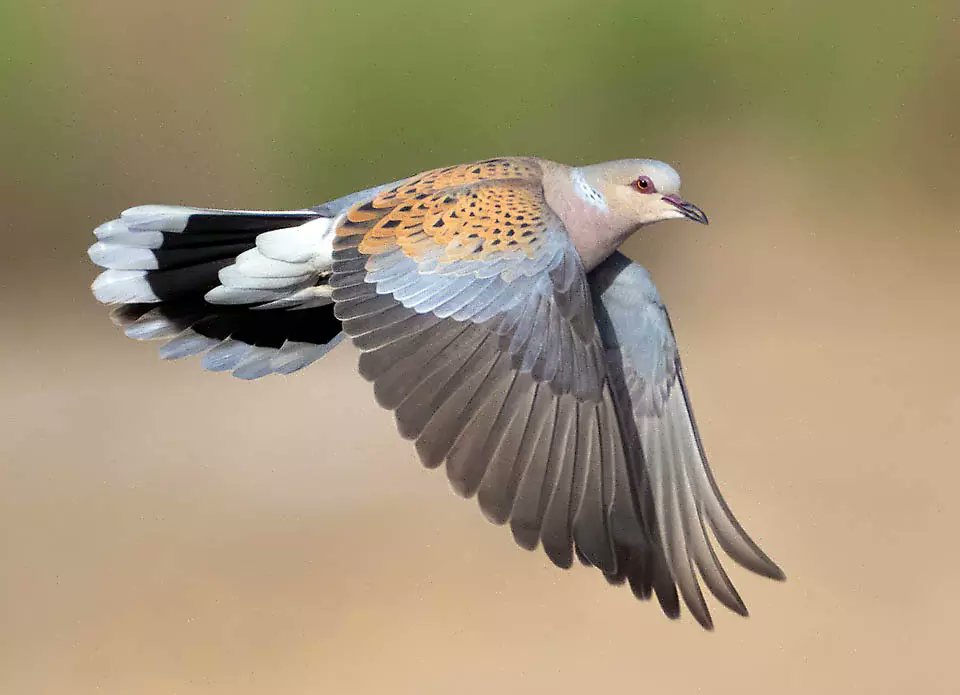 fbuner's tweet photo. You might have seen recent reports of #turtledove being released in the UK in an attempt to help them recover. Read my blog to find out why I, and many others, don't think this is a good idea. 
https://t.co/BclPAR0zmo
Web photo credit: Anastasiia Merculova https://t.co/fGTgcN7Ugz