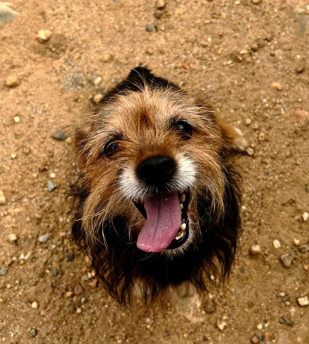 SosAbuelos1's tweet photo. #SALAMANCA
Este peque tan divertido de 5 kg y 7 años es #BADY

Tiene el tamaño y la edad ideales para cualquier hogar, pero aunque sea una monería, implica una gran responsabilidad

Si crees que Bady es perfecto para tu familia...

Contacto: protectorafundacionluna@gmail.com https://t.co/DU5CRkX6EF