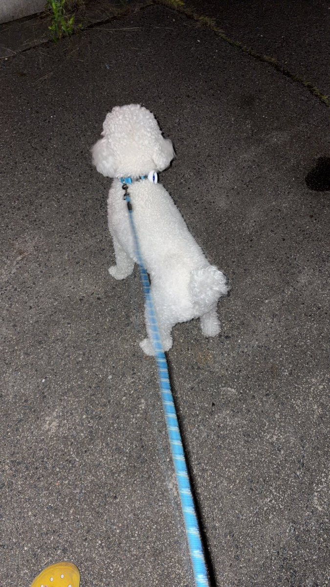 pyon01121996's tweet photo. 横断歩道の真ん中で💩して飼い主爆焦り https://t.co/2jOXeJLdmJ