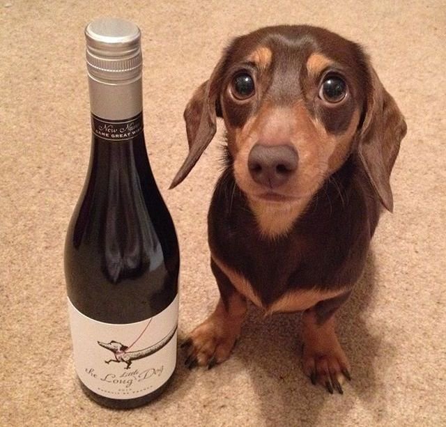 attr1ssquu's tweet photo. У меня необъяснимая любовь к таксам🐶🌭
Я себе брелочки вяжу https://t.co/unE5gyTjKO