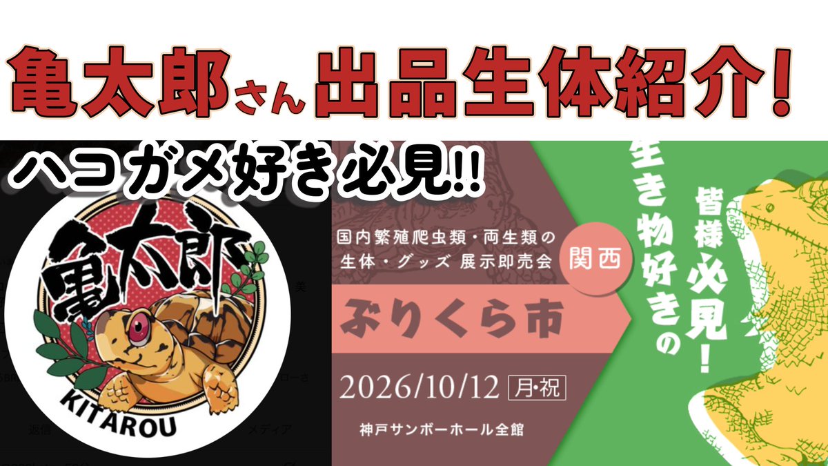 000kamezo's tweet photo. ぶりくら市 直前！お友達ブリーダーのご紹介♪
先週、遊びに行かせて頂いた、
亀太郎さんの2026年ぶりくら市の出品生体を動画に！
親個体も登場します。
参考になれば幸いです♪

https://t.co/fE9N6U9Z2Z @YouTubeより https://t.co/oIpB8QQnbt