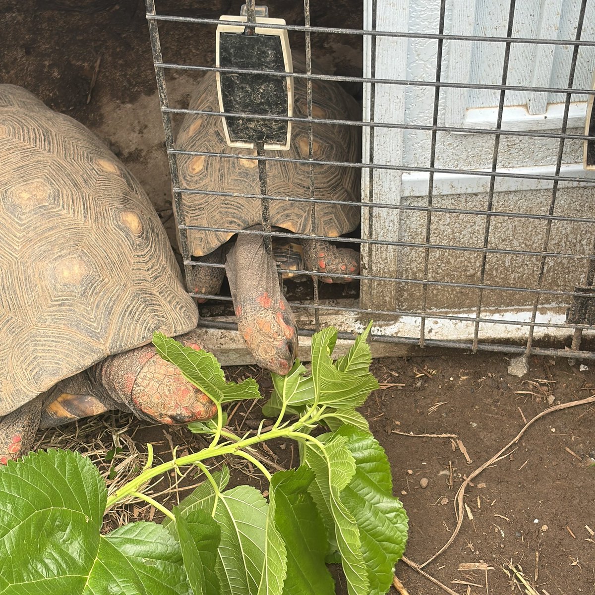 acco_3nh's tweet photo. 90分制になってから初、深谷爬虫類館🦎🐢🐍夫氏が蚊に刺され過ぎて60分でギブ(笑)延長された分が無に帰した(笑)
でも久々鰐さん💓で、エンゼルフィッシュの超ベビちゃんを紹介してもらったり今月も楽しませていただきました☺️(写真撮り忘れた)
ちなみに彼は9ヶ所刺されてたよ🦟(私は無傷)また来月🤗 https://t.co/A5fE4jVAJD